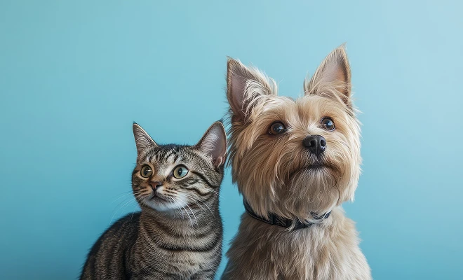 Seguro para mascotas
