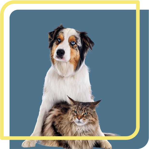 seguro-mascotas-calma seguro para mascotas calma seguros